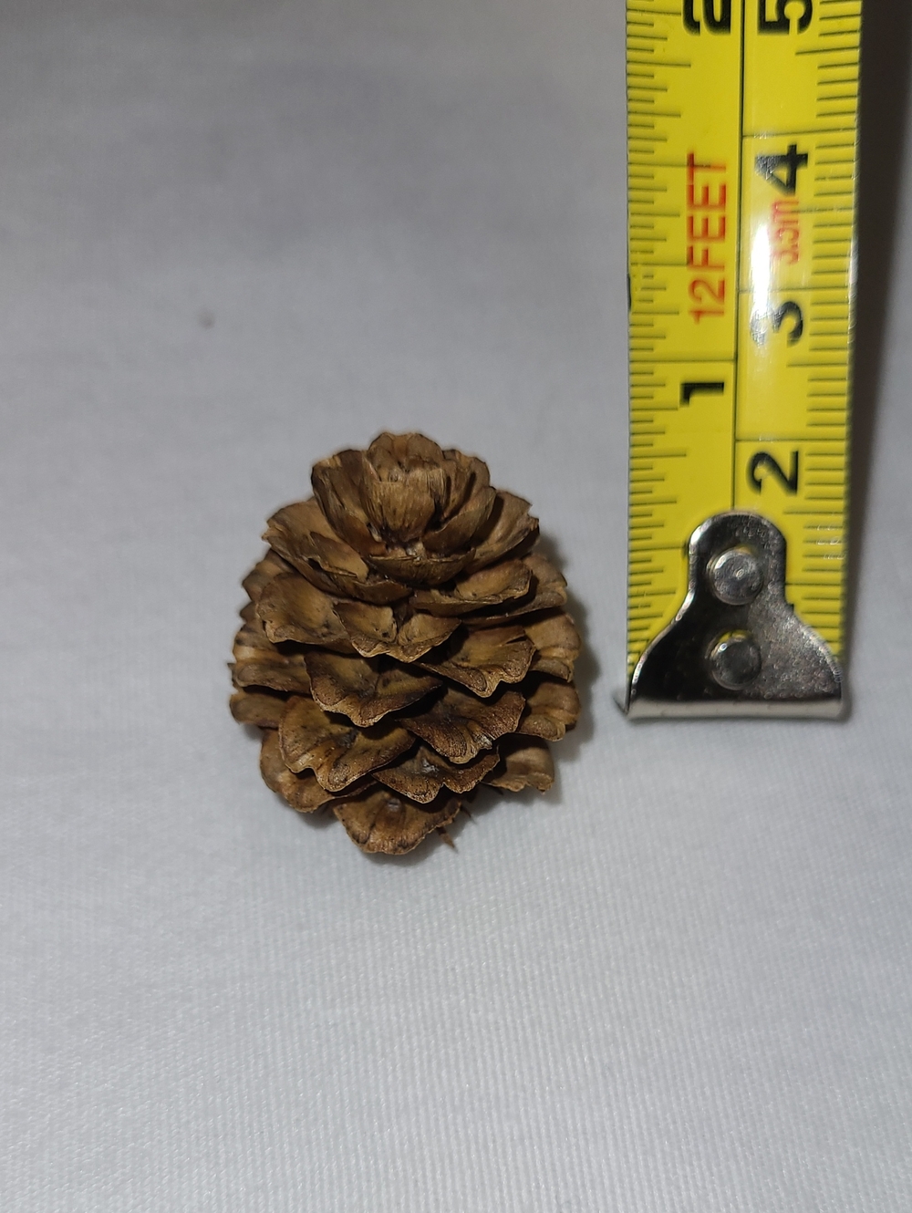 Bag of 50 Natural small Pinecones for  Decorative Accent, Crafts, and holidays